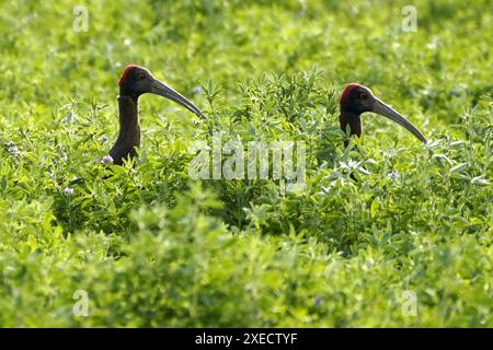 Ajmer, Indien. Juni 2024. Ein Paar rotnaped Ibis auf einem Feld am Rand des Dorfes Ajmer, Indien, am 22. Juni 2024. Foto von ABACAPRESS. COM Credit: Abaca Press/Alamy Live News Stockfoto