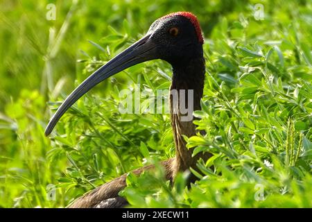 Ajmer, Indien. Juni 2024. Ein Paar rotnaped Ibis auf einem Feld am Rand des Dorfes Ajmer, Indien, am 22. Juni 2024. Foto von ABACAPRESS. COM Credit: Abaca Press/Alamy Live News Stockfoto