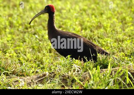 Ajmer, Indien. Juni 2024. Ein Paar rotnaped Ibis auf einem Feld am Rand des Dorfes Ajmer, Indien, am 22. Juni 2024. Foto von ABACAPRESS. COM Credit: Abaca Press/Alamy Live News Stockfoto