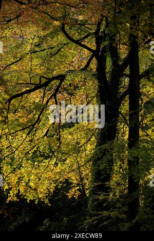 Die Sonne hinterlässt im Herbst bunte Blätter auf Bäumen. Stockfoto