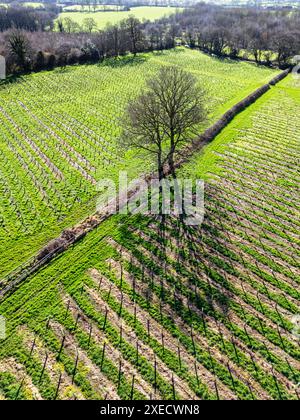 Luftdrohnenaufnahme von Reihen neuer Baumsetzlinge, die auf einem durch Kunststoffrohre oder Hüllen geschützten Feld gepflanzt wurden. Es liegt neben alten, blattlosen Bäumen. Stockfoto