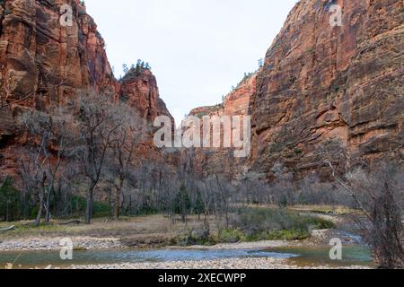 Atemberaubende Landschaft des ruhigen Virgin River im Zion Canyon mit den berühmten Narrows im Hintergrund. Die majestätischen Felsformationen sind zu sehen. Stockfoto