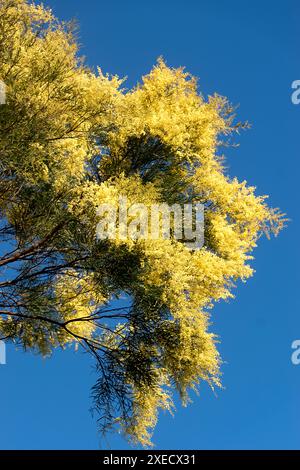 Zweige der Brisbane Golden Wattle, Akazia fimbriata, bedeckt mit Massen von weichen gelben, kugelartigen Blumen. Australische Einheimische, Queensland Garden, Winter. Stockfoto