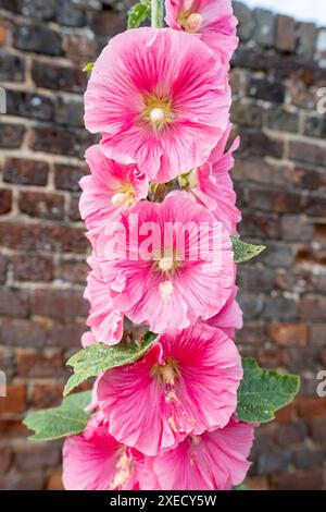 Surrey-UK: Hollyhock blüht neben der Gartenwand. Stockfoto