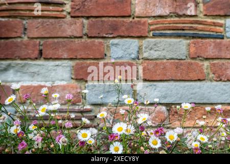 Alte verwitterte Backsteinmauer, die im ländlichen britischen Dorf neu ausgerichtet werden muss Stockfoto