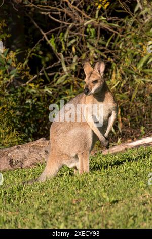 Australischer Rothals-Wallaby, Macropus rufogriseus, genießt die letzte Wintersonne im Queensland-Garten. Regelmäßiger wilder Besucher. Stockfoto