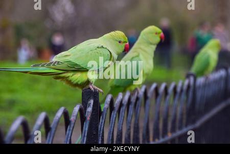 London, Großbritannien. April 2023. Ringhals-Sittiche, auch bekannt als Rosenringsittiche, warten im St James’s Park im Zentrum von London auf Snacks von Passanten. Quelle: Vuk Valcic/Alamy Stockfoto