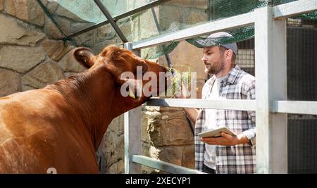 Ein Landarbeiter inspiziert Kühe in einem Viehbetrieb. Die Kuh frisst Heu aus den Händen des Bauern. Stockfoto