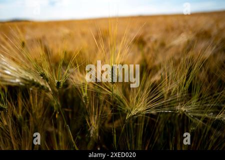 Thaxted Essex UK Field of Gerley Growing nahe Thaxted Windmill Juni 2024 Wiki: Gerste (Hordeum vulgare), ein Mitglied der Grasfamilie, ist ein wichtiges Zitat Stockfoto