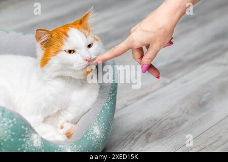 Die Hand einer Frau berührt die Nase einer Katze, Nahaufnahme. Katze schnüffelt die Hand einer Person. Katze trifft Mann Stockfoto