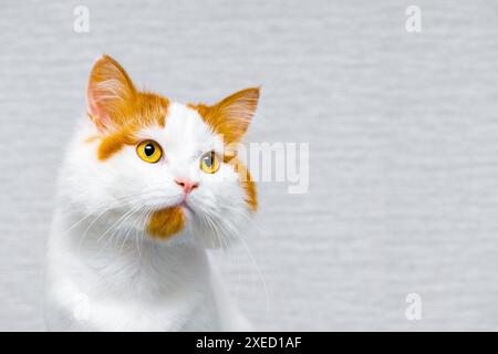 Weiße Katze mit roten Flecken mit großen Augen, auf grauem Hintergrund. Katze mit roten Flecken. Weiße Katze isoliert auf grauem Hintergrund. Bild einer Katze mit Platz für Stockfoto