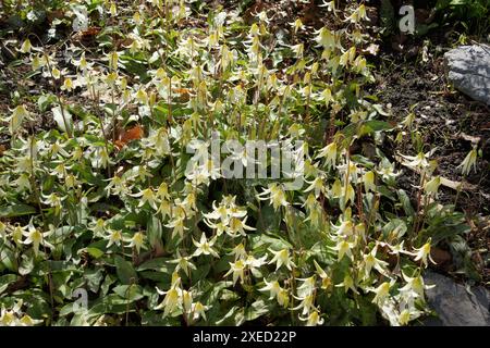 Erythronium oregonum, Oregon Kitzlilie Stockfoto