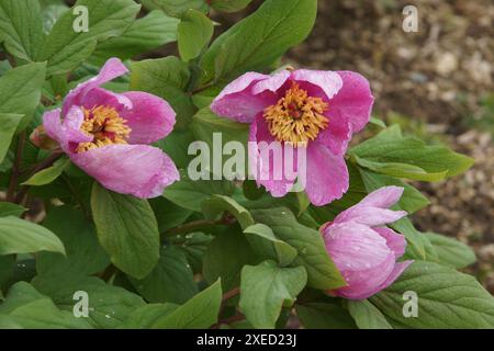 Paeonia kesrouanensis, syrische Pfingstrose Stockfoto