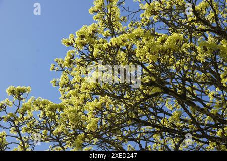 Acer platanoides, norwegischer Ahorn, Blumen Stockfoto