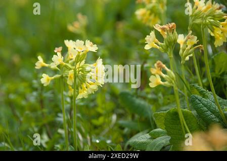 Cowslip Protected - Nahaufnahme hellgelbe Frühlingsblume Stockfoto