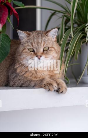 Eine schöne gestreifte Erwachsene Katze liegt und schläft auf der Fensterbank Stockfoto