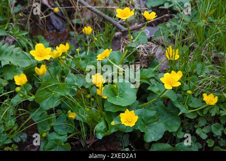 Marsh Ringelblume im Feuchtgebiet - leuchtend gelbe Frühlingsblume Stockfoto