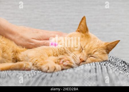 Die Hand der Frau streichelt eine schlafende Katze, Nahaufnahme. Hauskatze ist krank. Pflege einer Hauskatze. Liebe Katzen Stockfoto