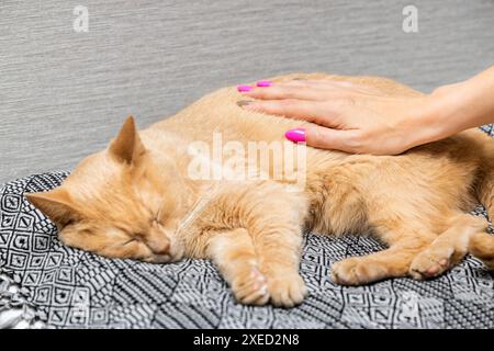 Die Hand der Frau streichelt eine schlafende Katze, Nahaufnahme. Hauskatze ist krank. Pflege einer Hauskatze Stockfoto