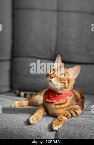 Eine bengalische Katze liegt auf einem grauen Sofa im Wohnzimmer. Stockfoto