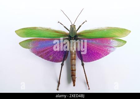 Bunte Libelle isoliert auf weißem Hintergrund. Lebendiges Insekt mit Flügeln vor weißem Hintergrund Stockfoto