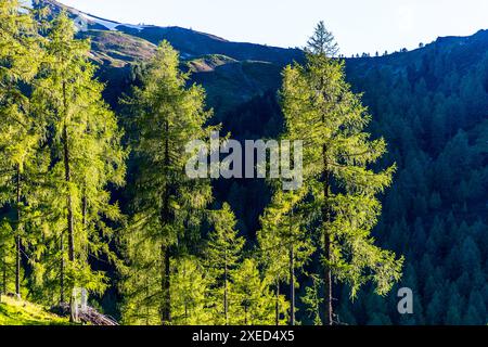 Lärchenwald, Salzburg, Österreich Stockfoto