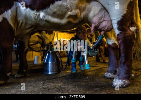 Die Milchmädchen Maria legt das Melkgeschirr auf eine Pinzgauer Kuh. Die Kühe werden um 6 Uhr morgens von der Nachtweide geholt und gemolken. Melkstall auf der Filzmoosalm, Großarl, Salzburg, Österreich Stockfoto