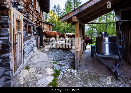 Kühe, die nach dem Melken die Scheune verlassen, Filzmoosalm, Großarl. Melkstall auf der Filzmoosalm, Großarl, Salzburg, Österreich Stockfoto