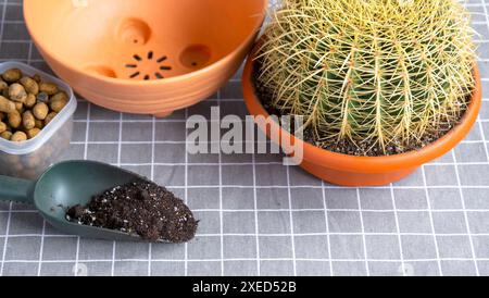 Überwachsene Hauspflanze mit großem Stachelkaktus Echinocactus Gruzoni in einen neuen größeren Topf umtopfen. Pflege der Topfpflanze, schützend Stockfoto