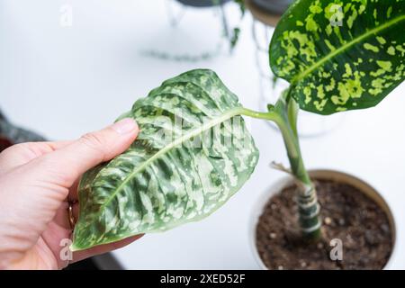 Hinterlässt Heimpflanzen, die von einer Spinnenmilbe befallen sind, kleine Insekten, Probleme beim Anbau von Hauspflanzen. Anlagenbehandlung und Stockfoto