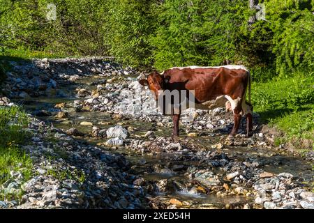 Pinzgauer Kuh in einem Flussbett. Pinzgauer haben starke Krallen und können sich auf steilem Gelände sicher bewegen. Pinzgauer Kuh in einem Bergbach bei Filzmoosalm, Großarl, Salzburg, Österreich Stockfoto