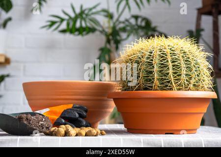 Überwachsene Hauspflanze mit großem Stachelkaktus Echinocactus Gruzoni in einen neuen größeren Topf umtopfen. Pflege der Topfpflanze, schützend Stockfoto