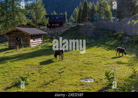 Schafe, Ziegen und Meerschweinchen im Streichelgehege sind bei Sonnenaufgang eine Attraktion für Kinder auf der Filzmoosalm. Filzmoosalm, Großarl, Salzburg, Österreich Stockfoto