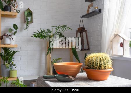 Überwachsene Hauspflanze mit großem Stachelkaktus Echinocactus Gruzoni in einen neuen größeren Topf umtopfen. Pflege der Topfpflanze, schützend Stockfoto