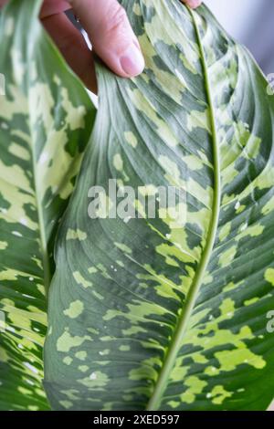 Hinterlässt Heimpflanzen, die von einer Spinnenmilbe befallen sind, kleine Insekten, Probleme beim Anbau von Hauspflanzen. Anlagenbehandlung und Stockfoto