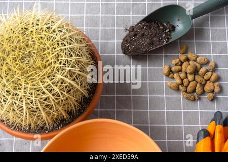 Überwachsene Hauspflanze mit großem Stachelkaktus Echinocactus Gruzoni in einen neuen größeren Topf umtopfen. Pflege der Topfpflanze, schützend Stockfoto