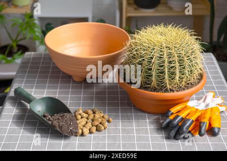 Überwachsene Hauspflanze mit großem Stachelkaktus Echinocactus Gruzoni in einen neuen größeren Topf umtopfen. Pflege der Topfpflanze, schützend Stockfoto