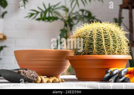 Überwachsene Hauspflanze mit großem Stachelkaktus Echinocactus Gruzoni in einen neuen größeren Topf umtopfen. Pflege der Topfpflanze, schützend Stockfoto