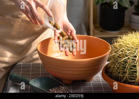 Entwässerung von expandiertem Ton bis zum Boden des Topfes zum Umtopfen von überwachsenen Hauspflanzen großer Stachelkaktus Echinocactus Gruzoni Stockfoto