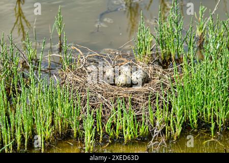 Schwarzflügeliges Stelzennest zwischen Samphir Stockfoto