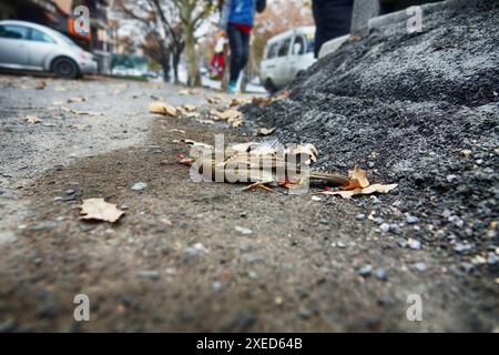 Toter Vogel in der Stadt Stockfoto