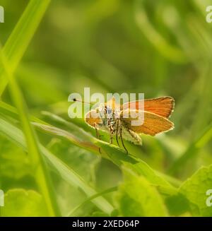 Braunköpfige Fritillary 'Thymelicus sylvestris' Stockfoto