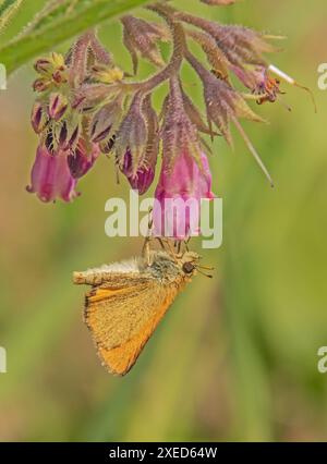 Braunköpfige Fritillary 'Thymelicus sylvestris' Stockfoto