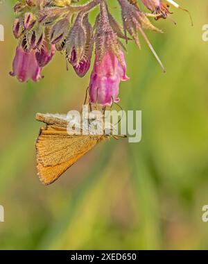 Braunköpfige Fritillary 'Thymelicus sylvestris' Stockfoto