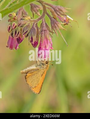 Braunköpfige Fritillary 'Thymelicus sylvestris' Stockfoto