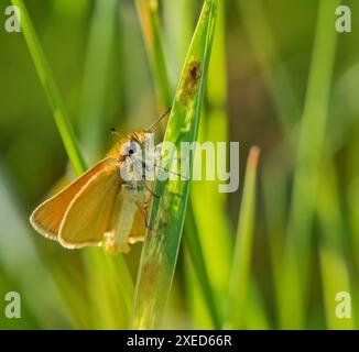 Braunköpfige Fritillary 'Thymelicus sylvestris' Stockfoto