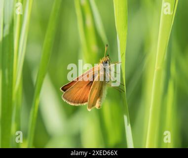 Braunköpfige Fritillary 'Thymelicus sylvestris' Stockfoto