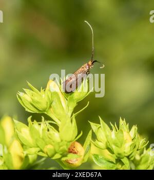 Scabiosa Langhornmotte „Nemophora metallica“ Stockfoto