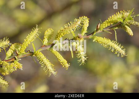 Salix purpurea, violette Weide Stockfoto