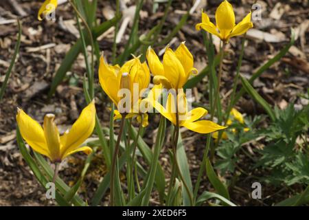 Tulipa sylvestris, Waldtuppe Stockfoto